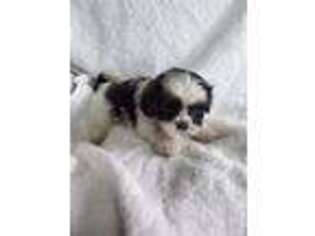 Mal-Shi Puppy for sale in Chicopee, MA, USA