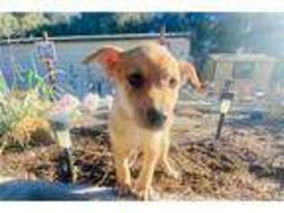 Mutt Puppy for sale in San Diego, CA, USA