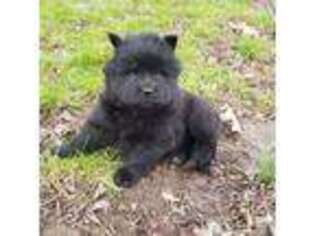 Chow Chow Puppy for sale in Fletcher, NC, USA