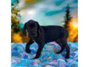 Great Dane Puppy for sale in Morton, IL, USA