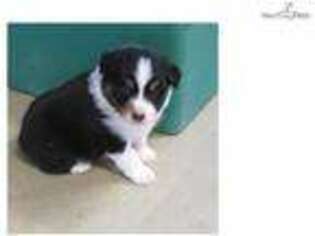 Australian Shepherd Puppy for sale in Tulsa, OK, USA