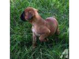 Boxer Puppy for sale in OVERBROOK, KS, USA