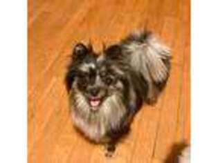 Pomeranian Puppy for sale in Cameron, MO, USA