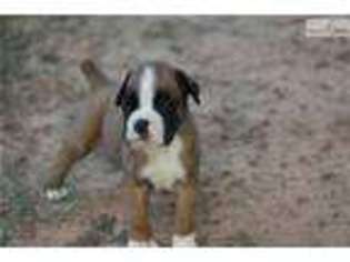 Boxer Puppy for sale in Lawton, OK, USA