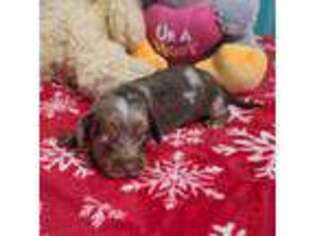 Dachshund Puppy for sale in Newalla, OK, USA