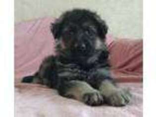 Mutt Puppy for sale in Los Angeles, CA, USA