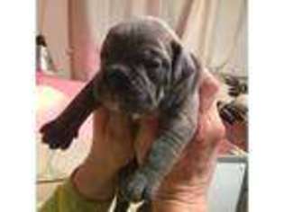 Bulldog Puppy for sale in Bishops Cannings, Wiltshire (England), United Kingdom