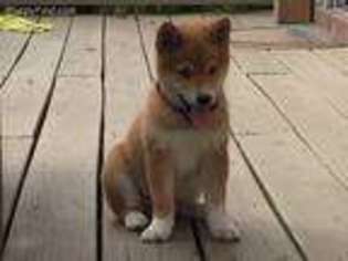 Shiba Inu Puppy for sale in Louisville, KY, USA