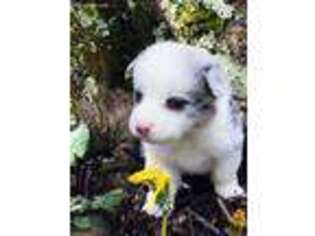 Pembroke Welsh Corgi Puppy for sale in Pipestem, WV, USA