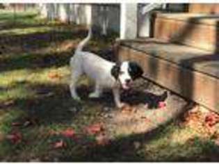 English Setter Puppy for sale in Sheridan, MI, USA
