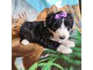 Mutt Puppy for sale in Nevada, IA, USA
