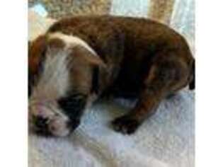 Bulldog Puppy for sale in Newark, DE, USA