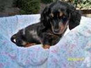 Dachshund Puppy for sale in CAMARILLO, CA, USA