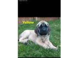 Mastiff Puppy for sale in Oakwood, OH, USA