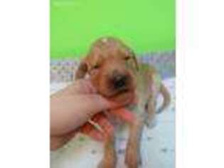 Goldendoodle Puppy for sale in Sioux City, IA, USA