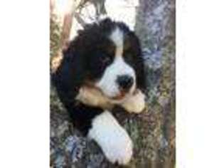 Bernese Mountain Dog Puppy for sale in Middlesboro, KY, USA
