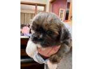 Mutt Puppy for sale in Walden, NY, USA