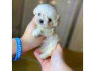 Maltese Puppy for sale in Edison, NJ, USA