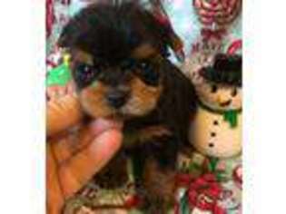 Yorkshire Terrier Puppy for sale in Rockdale, TX, USA