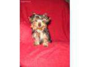 Yorkshire Terrier Puppy for sale in Baltic, OH, USA