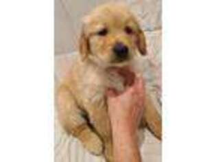 Golden Retriever Puppy for sale in Bedford, NH, USA