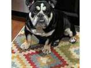 Bulldog Puppy for sale in Glen Burnie, MD, USA