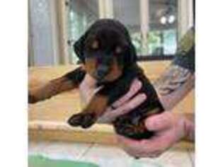 Doberman Pinscher Puppy for sale in Knoxville, TN, USA