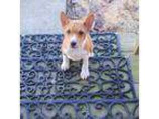 Basenji Puppy for sale in West Plains, MO, USA