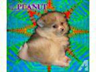 Pomeranian Puppy for sale in KANE, PA, USA