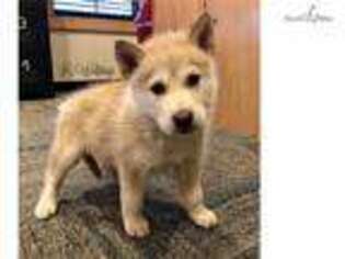 Wolf Hybrid Puppy for sale in Fort Worth, TX, USA