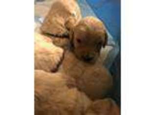 Goldendoodle Puppy for sale in Lyons, OR, USA