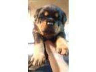Rottweiler Puppy for sale in Mastic, NY, USA