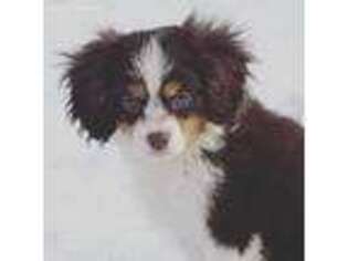 Cavalier King Charles Spaniel Puppy for sale in Lake Lillian, MN, USA