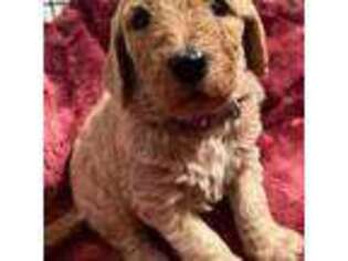 Goldendoodle Puppy for sale in Cloudland, GA, USA