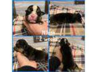 Bulldog Puppy for sale in Hinton, IA, USA