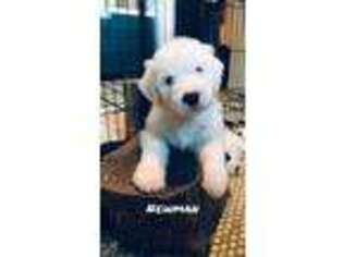 Old English Sheepdog Puppy for sale in Forest Ranch, CA, USA