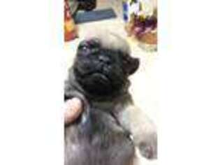 Pug Puppy for sale in Wautoma, WI, USA