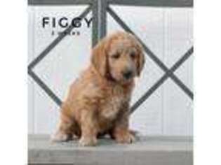 Labradoodle Puppy for sale in Dripping Springs, TX, USA