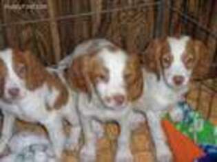 Brittany Puppy for sale in Mendota, IL, USA