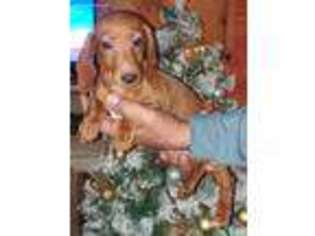 Dachshund Puppy for sale in Beaver, KY, USA