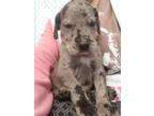 Great Dane Puppy for sale in Whitesburg, TN, USA