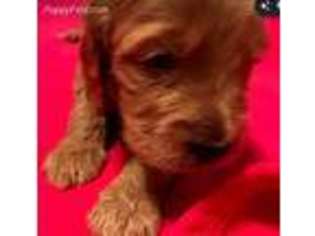Mutt Puppy for sale in Belding, MI, USA