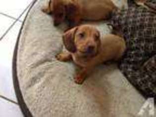 Dachshund Puppy for sale in FALLBROOK, CA, USA