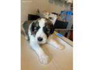 Old English Sheepdog Puppy for sale in Riverton, UT, USA