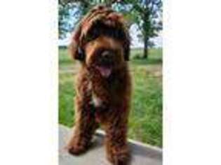 Portuguese Water Dog Puppy for sale in West Plains, MO, USA