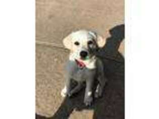 Labrador Retriever Puppy for sale in Houston, TX, USA