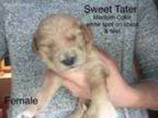 Goldendoodle Puppy for sale in Liberty, MO, USA