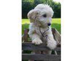 Goldendoodle Puppy for sale in Corning, NY, USA