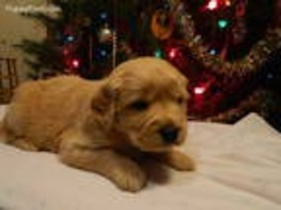 Golden Retriever Puppy for sale in Morgantown, PA, USA
