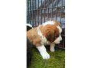 Great Pyrenees Puppy for sale in Darrington, WA, USA